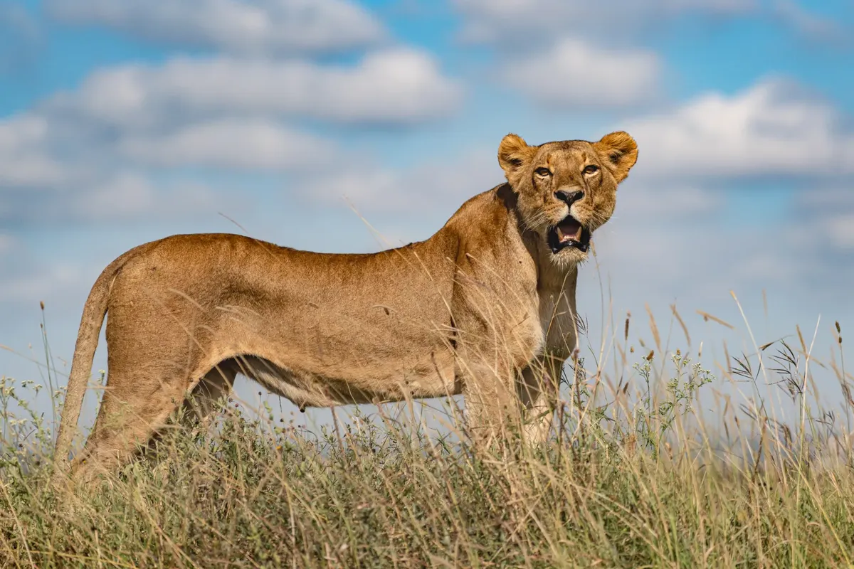 Lioness in Nairobi National Park